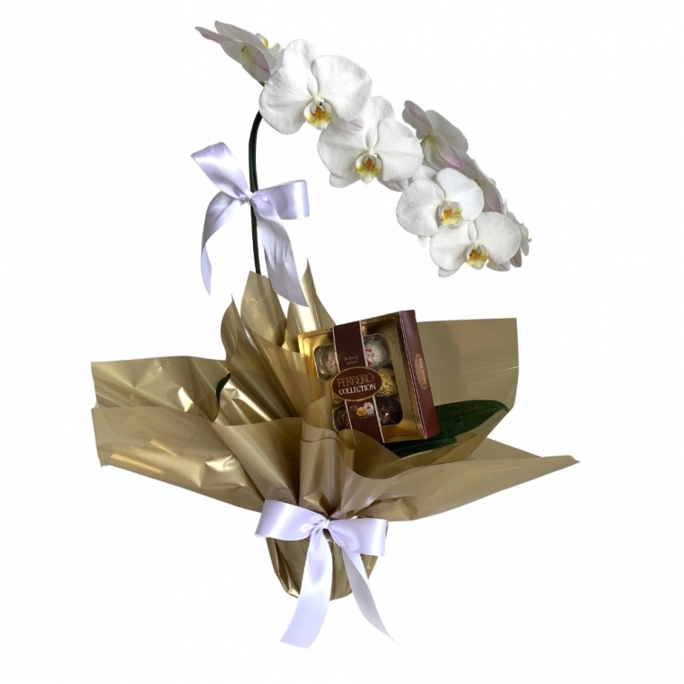 Orquídea phalaenopsis 1 aster com chocolate Orquídea phalaenopsis 1 aster com chocolate