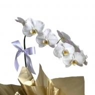 Orquídea phalaenopsis 1 aster com chocolate
