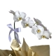 Orquídea phalaenopsis 1 aster com chocolate Orquídea phalaenopsis 1 aster com chocolate