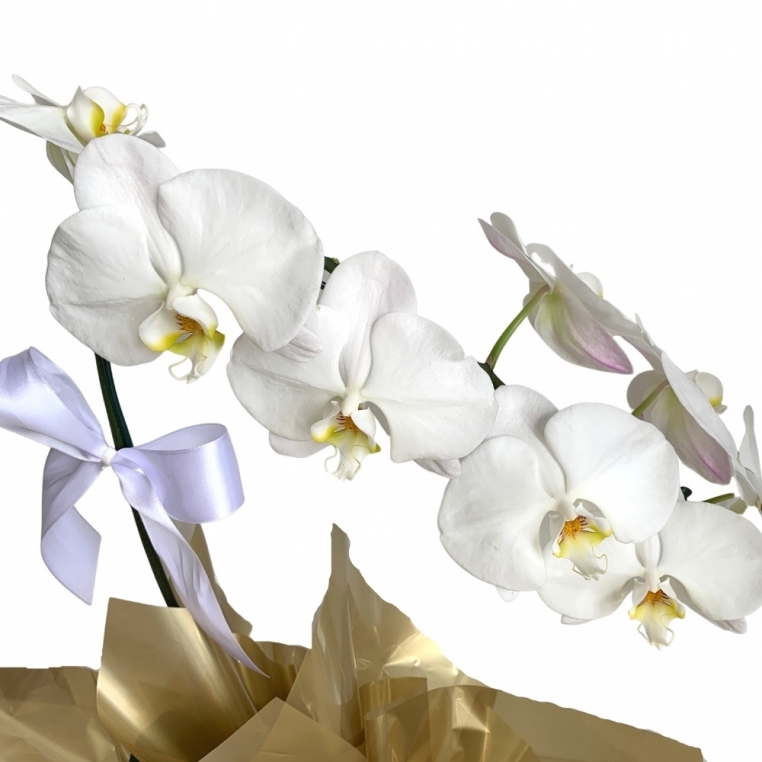 Orquídea phalaenopsis na cor branca com 1 aster