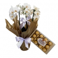 Orquídea phalaenopsis branca com 2 asters e chocolate