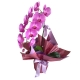 Orquídea cascata com pelúcia (Cores Variadas)