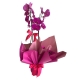 Orquídea phalaenopsis pink com 2 asters Orquídea phalaenopsis pink com 2 asters