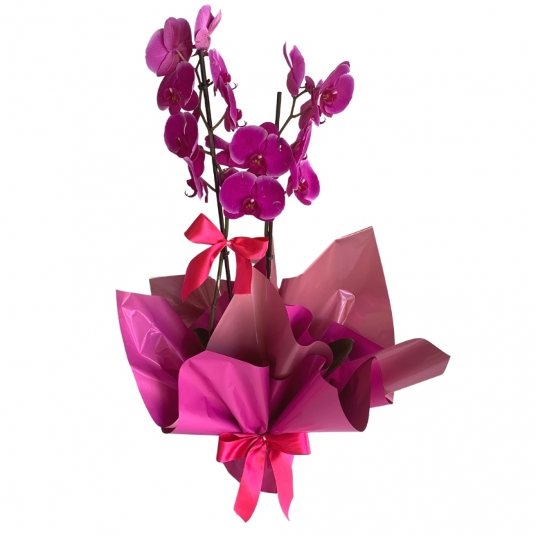 Orquídea phalaenopsis pink com 2 asters Orquídea phalaenopsis pink com 2 asters