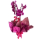 Orquídea phalaenopsis pink com 2 asters Orquídea phalaenopsis pink com 2 asters