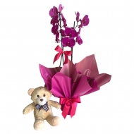 Orquídea phalaenopsis pink com 2 asters e pelúcia