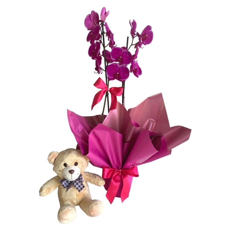 Orquídea phalaenopsis pink com 2 asters e pelúcia Orquídea phalaenopsis pink com 2 asters e pelúcia