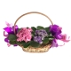 Cesta com 2 violetas Cesta com 2 violetas
