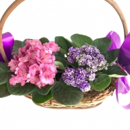 Cesta com 2 violetas Cesta com 2 violetas