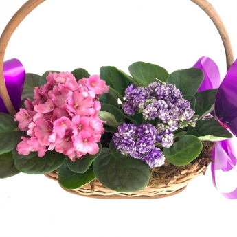 Cesta com 2 violetas Cesta com 2 violetas