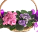 Cesta com 2 violetas Cesta com 2 violetas